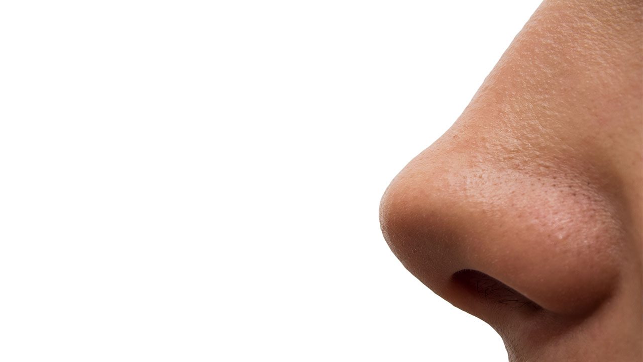 Timesmed | Health | Introduction to Divisions and Functions Nose Structure  - Article